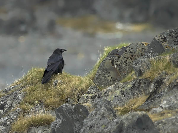 Korppi, Common Raven, Corvus corax
